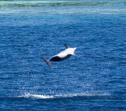 Spinner Dolphin, Maldives, 2006. by Chris Wildblood 